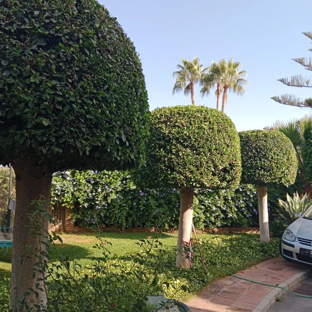 Proyecto de Jardinería 4